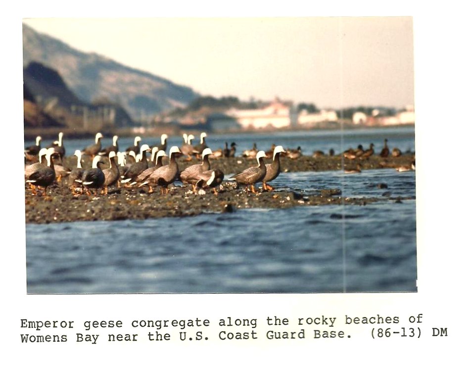 (1986) Emperor Geese