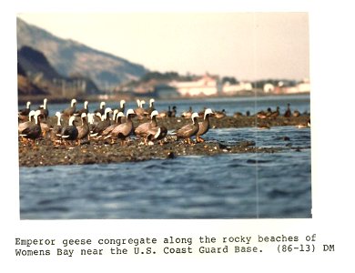 (1986) Emperor Geese photo