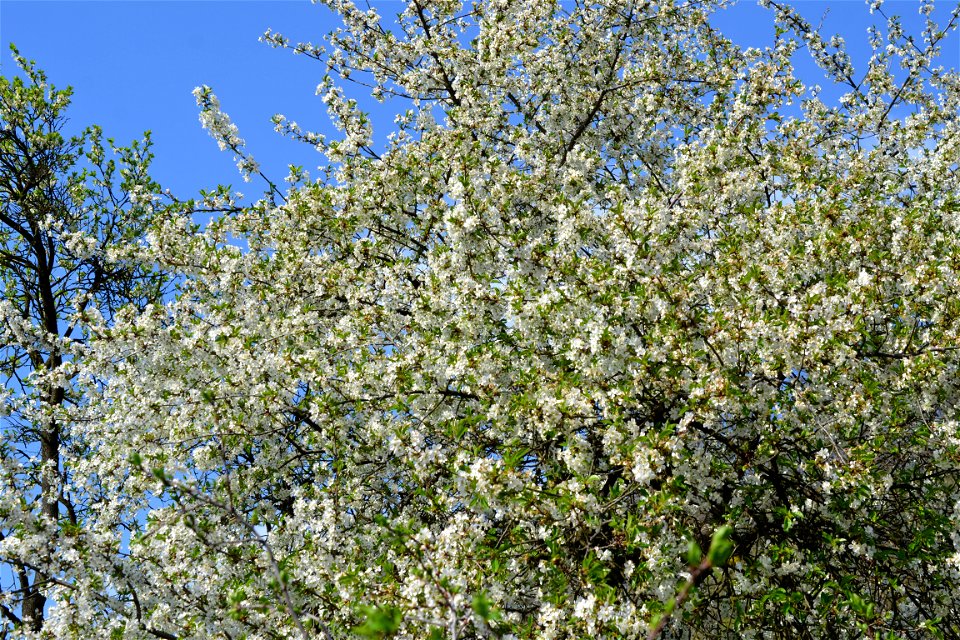 Spring ,April 2023