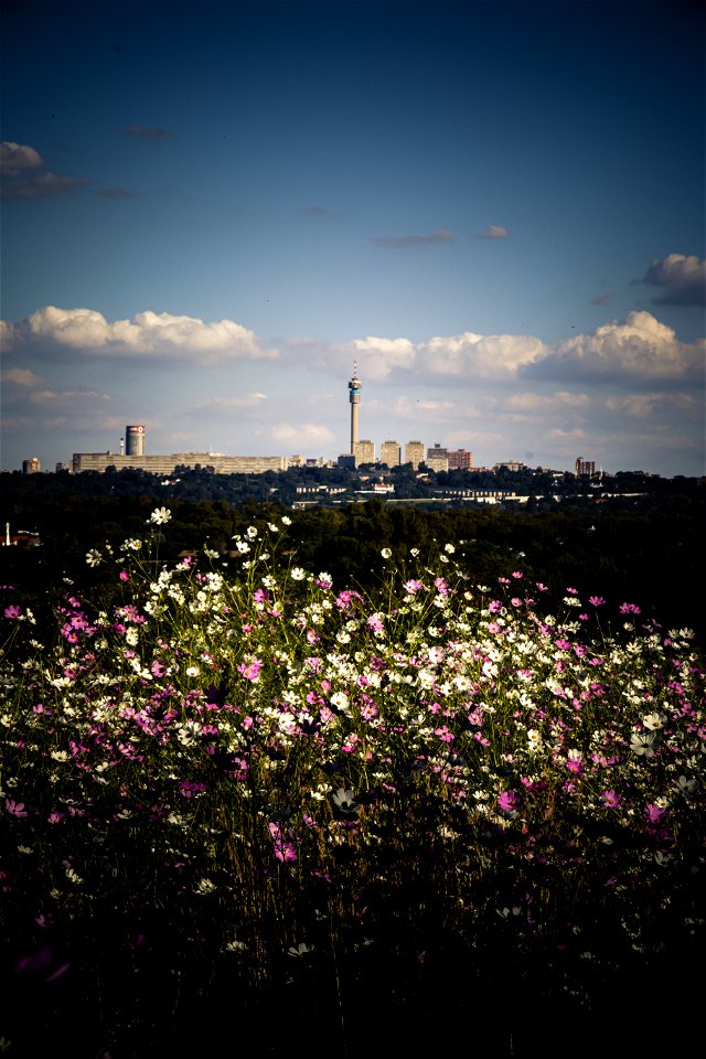 Must see: Fields of cosmos