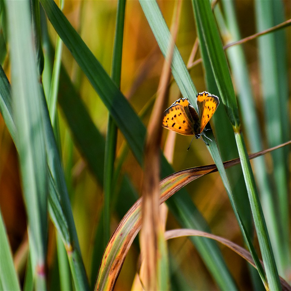 Small Copper Butterfly Lake Andes Wetland Management District South Dakota