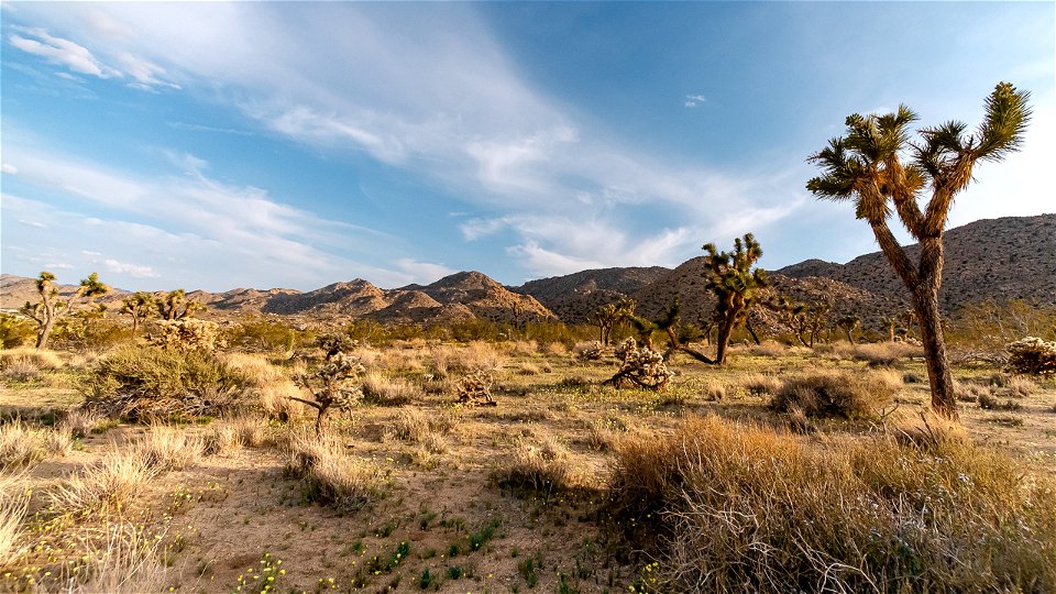 Joshua trees and rolling desert hills photo
