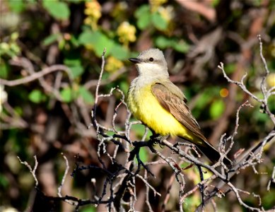 Western Kingbird at Seeskadee National Wildlife Refuge Wyoming