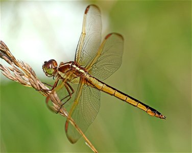 SKIMMER, NEEDHAM'S (Libellula needhami) (05-30-2023) alligator river nwr, dare co, nc (2) photo