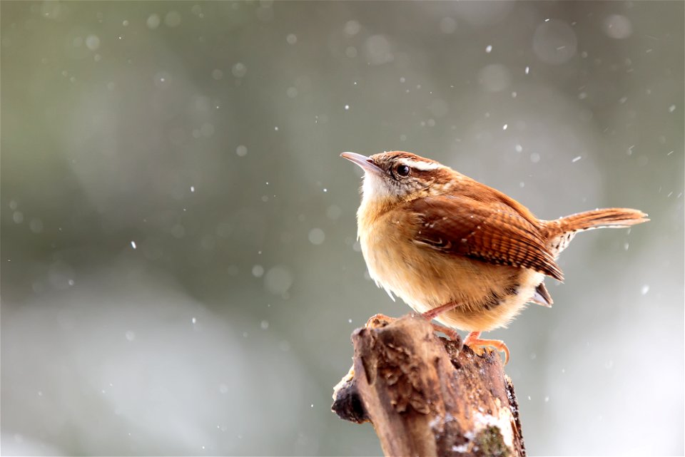 Carolina Wren in Snow