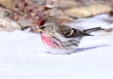 Common redpoll at Seedskadee National Wildlife Refuge