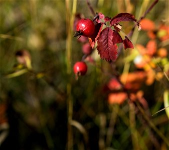 Red berries and leaves. photo