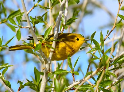 Yellow warbler on Seedskadee National Wildlife Refuge