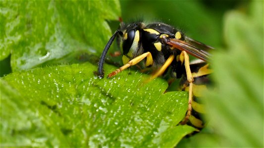 Vespula cf. germanica (Deutsche Wespe)