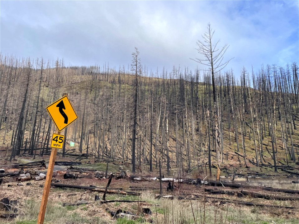 Killed trees from Riverside Fire on Mt. Hood National Forest