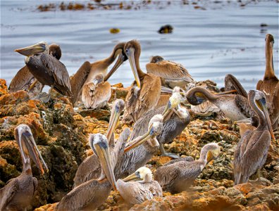 Pelicans at Piedras Blancas photo