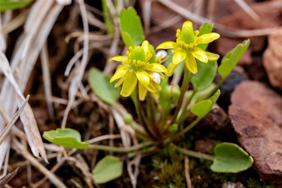 Ranunculus cymbalaria