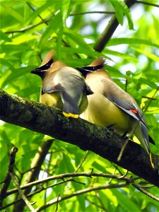 Cedar Waxwings photo