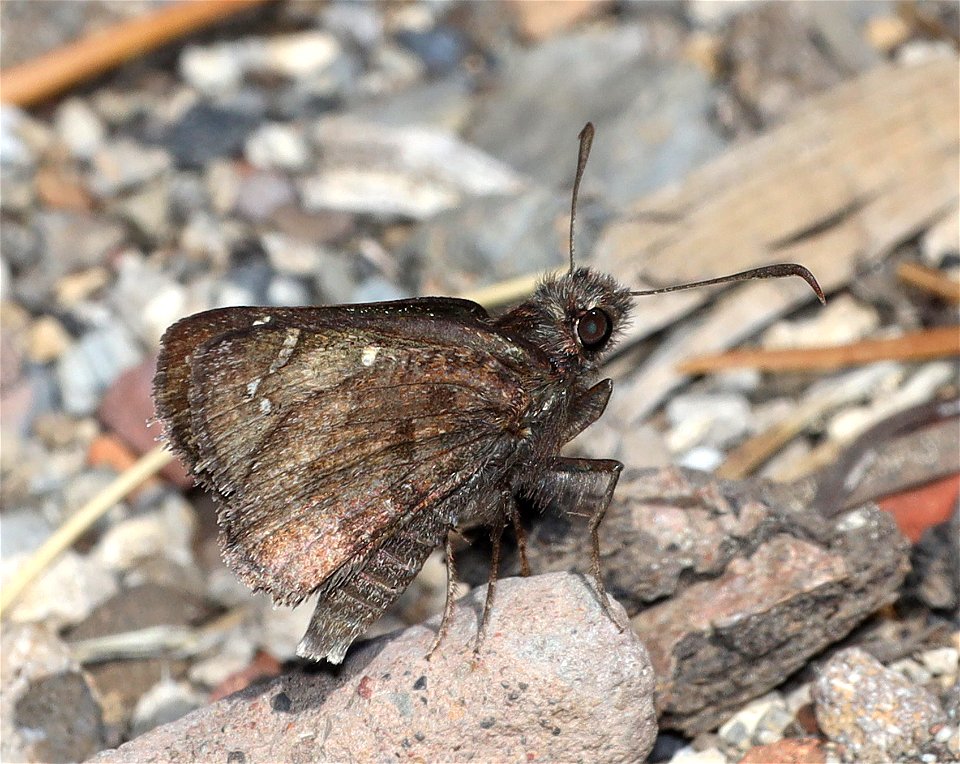 CLOUDYWING, AEMILEA (Thorybes aemilea) (07-22-2022) 6350 ft, three creek meadow campground, south of sisters, deschutes co, or (1)