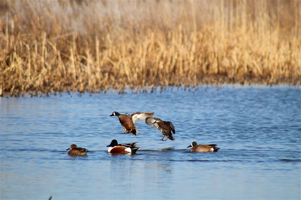 Blue-winged Teal & Northern Shoveler Owens Bay Lake Andes National Wildlife Refuge South Dakota