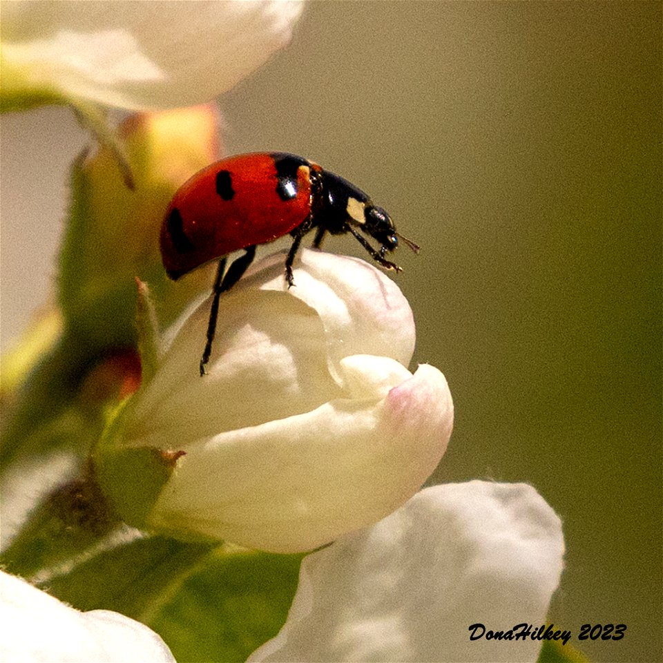 Transverse Lady Beetle