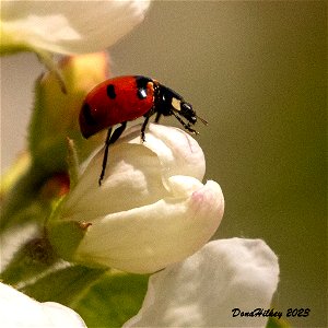 Transverse Lady Beetle photo