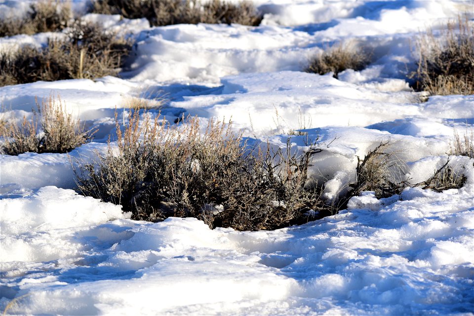 Wyoming big sagebrush (  Artemesia tridentata var. wyomingensis) on Seedskadee National Wildlife Refuge