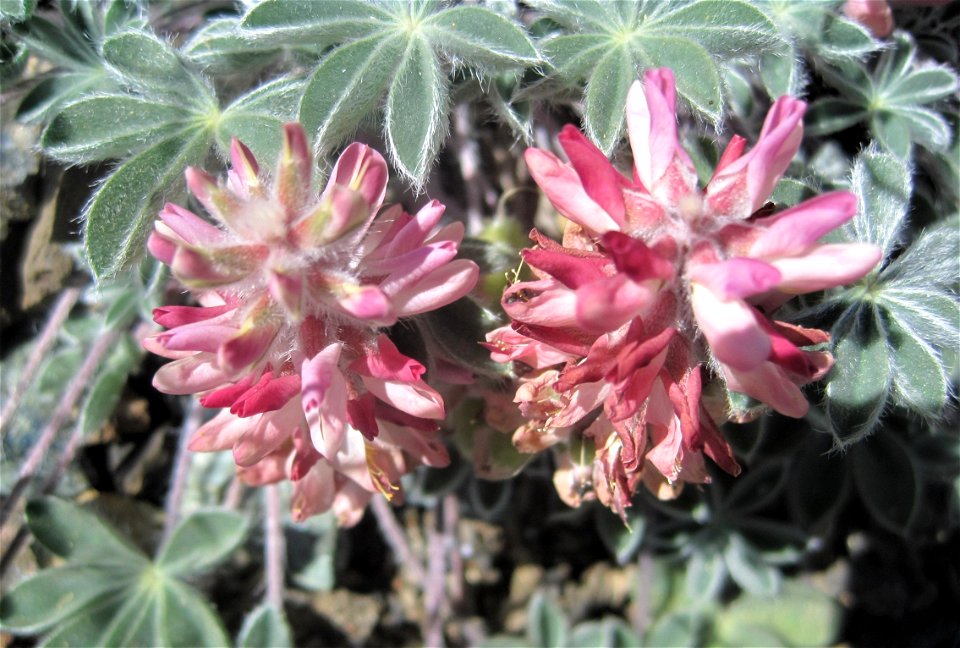 Close up of Lassics lupine flowers