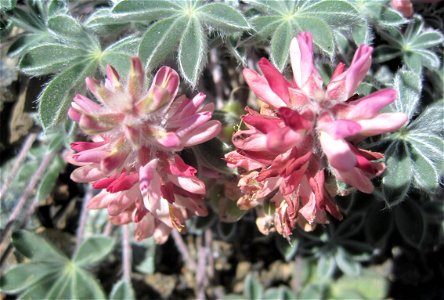 Close up of Lassics lupine flowers photo