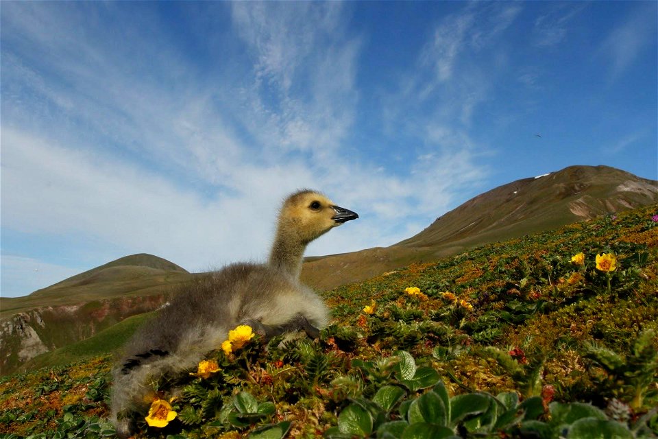 Aleutian Cackling Goose