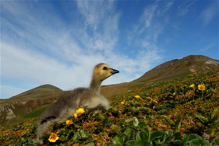 Aleutian Cackling Goose photo