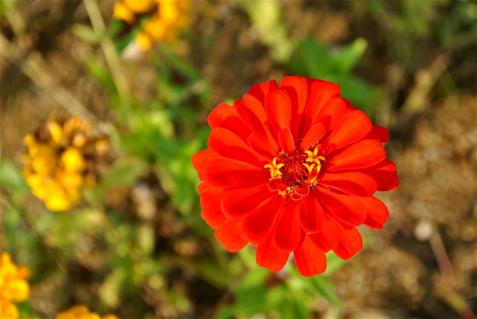 Cosmos Flowers