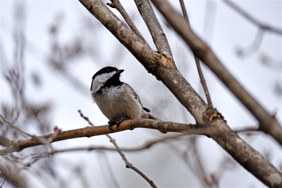 Black-capped chickadee photo