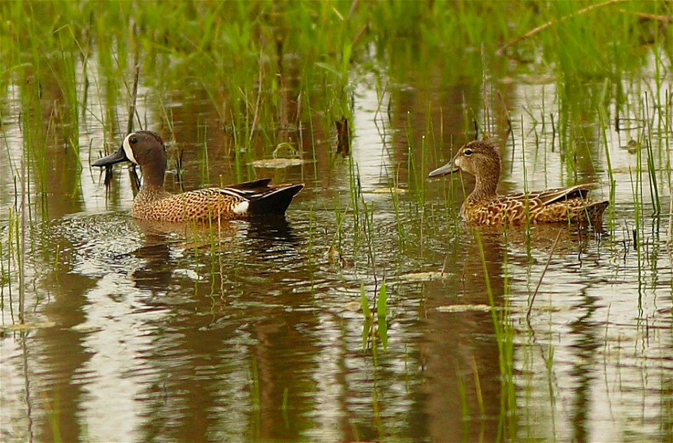 Blue-winged Teal