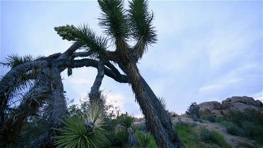 Joshua tree with sky by Jumbo Rocks timelapse photo