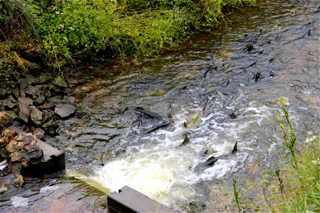 Chinook Salmon Push Their way Upstream to Spawn photo