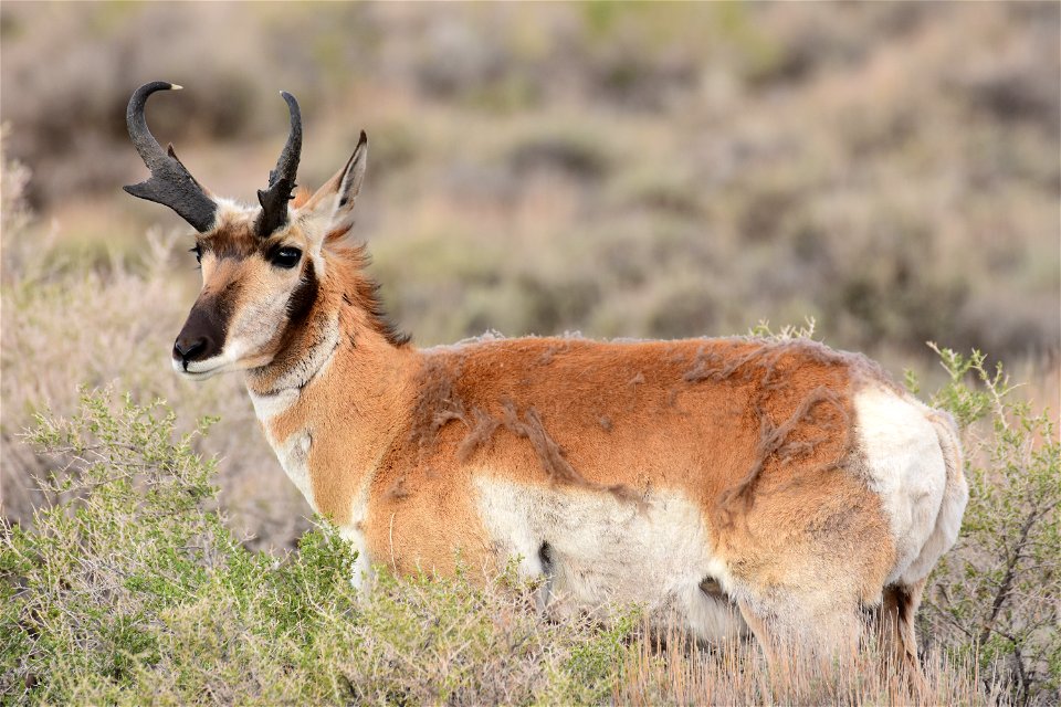Pronghorn at Seedskadee National Wildlife Refuge