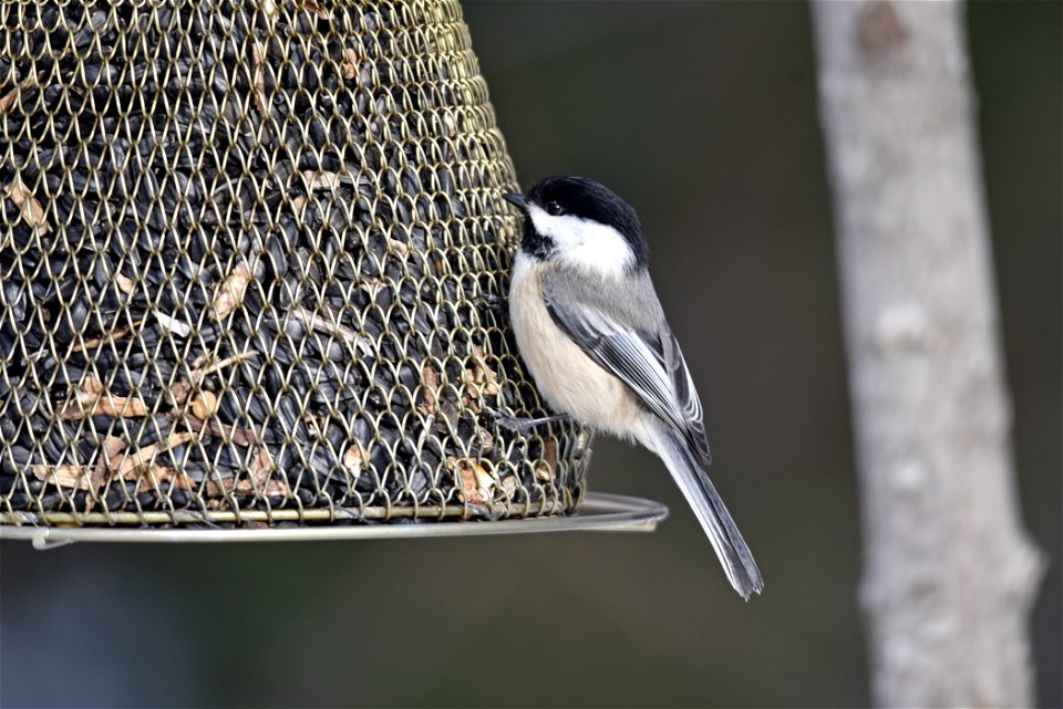 Black-capped chickadee visiting a bird feeder