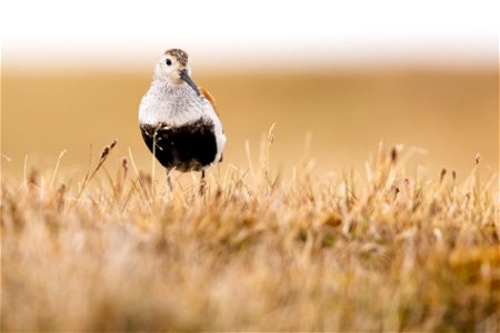 Adult dunlin on the Arctic tundra