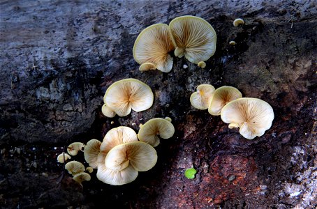 Crepidotus versutus photo