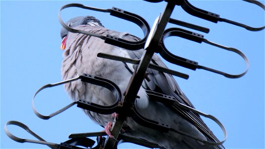 Ringeltaube auf unserer Antenne