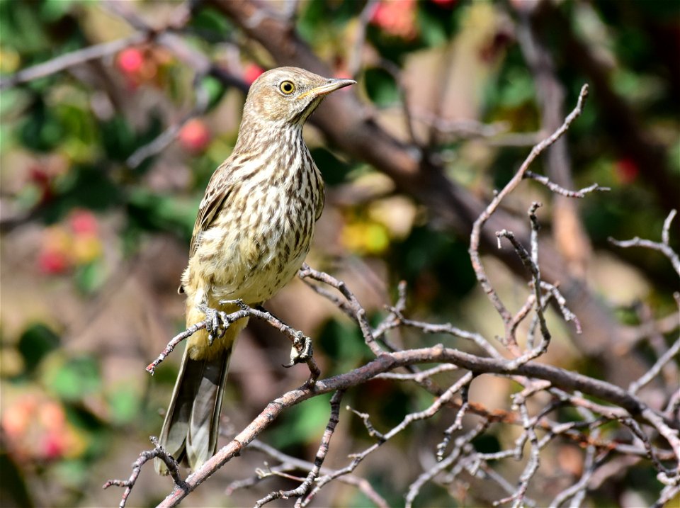 Sage thrasher at Seedskadee National Wildlife Refuge