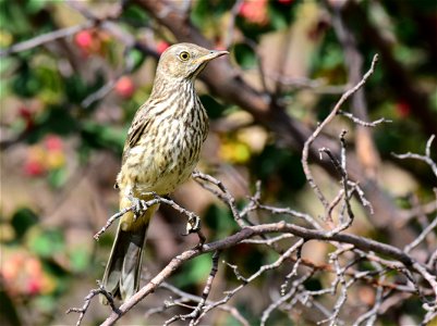 Sage thrasher at Seedskadee National Wildlife Refuge