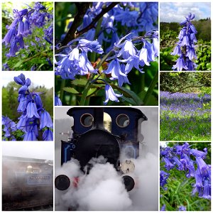 Bluebells