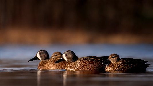 Blue-winged teal