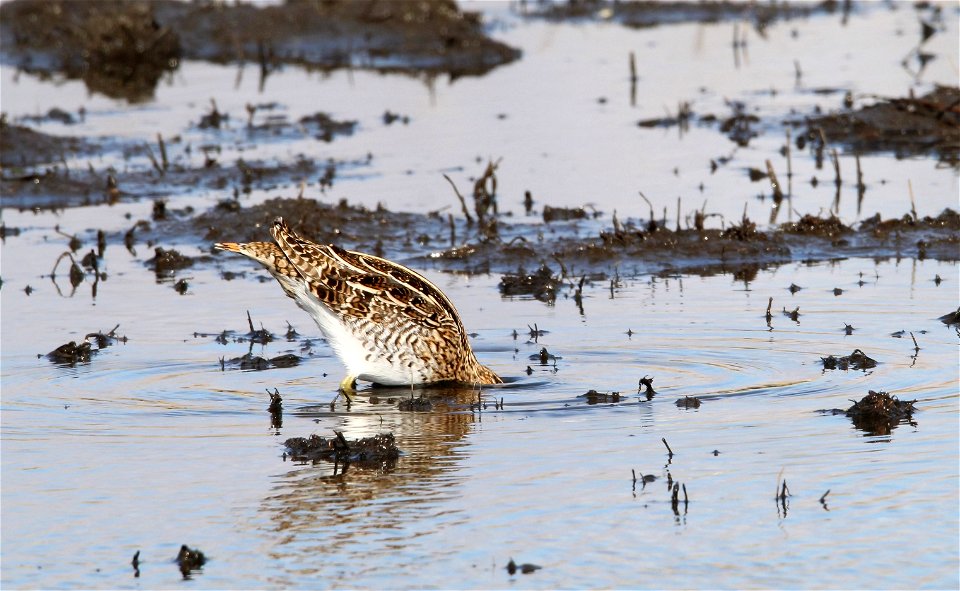 Wilson's Snipe Huron Wetland Management District