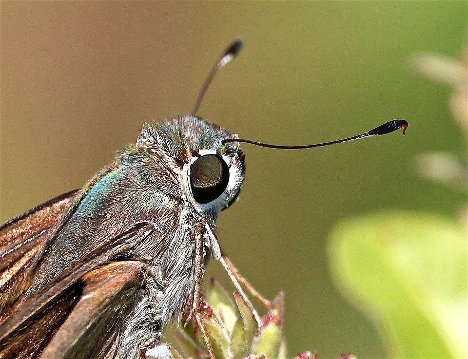 SKIPPER, BRAZILIAN (Calpodes ethlius) (02-19-2023) south texas ecotourisn center, cameron co, tx -03