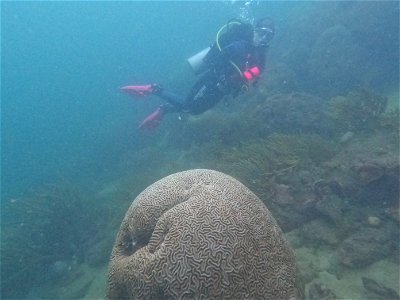 Jen and the brain coral Diving Tayrona National Park from Taganga Colombia