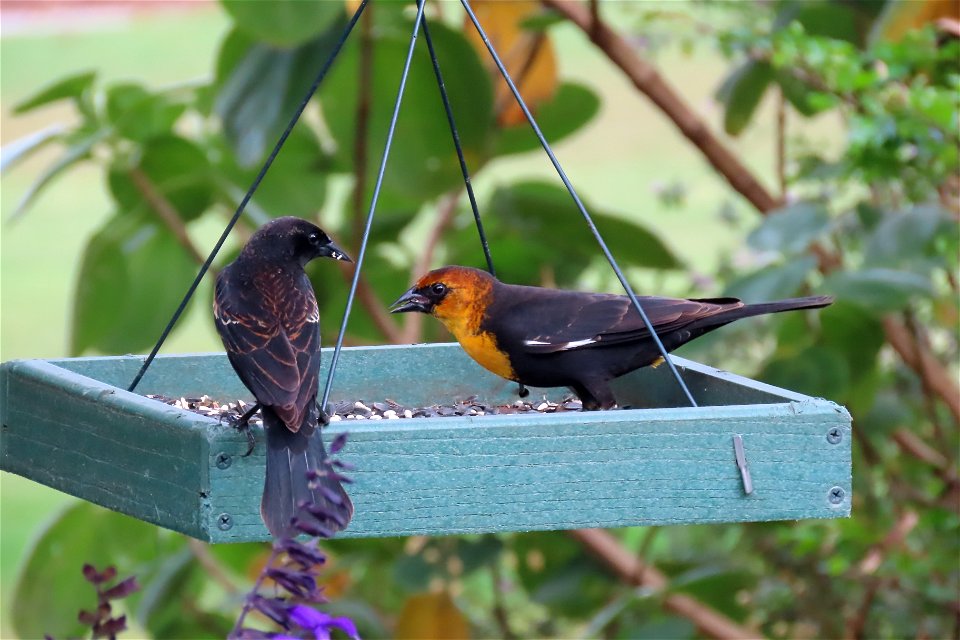 Yellow-headed Blackbird photo