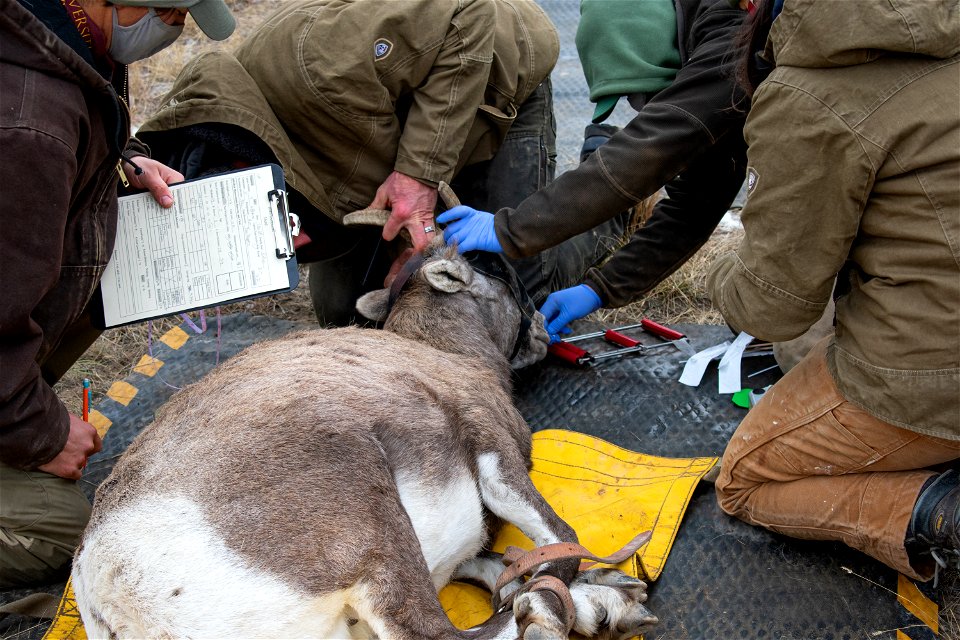 Bighorn Sheep Collaring Research