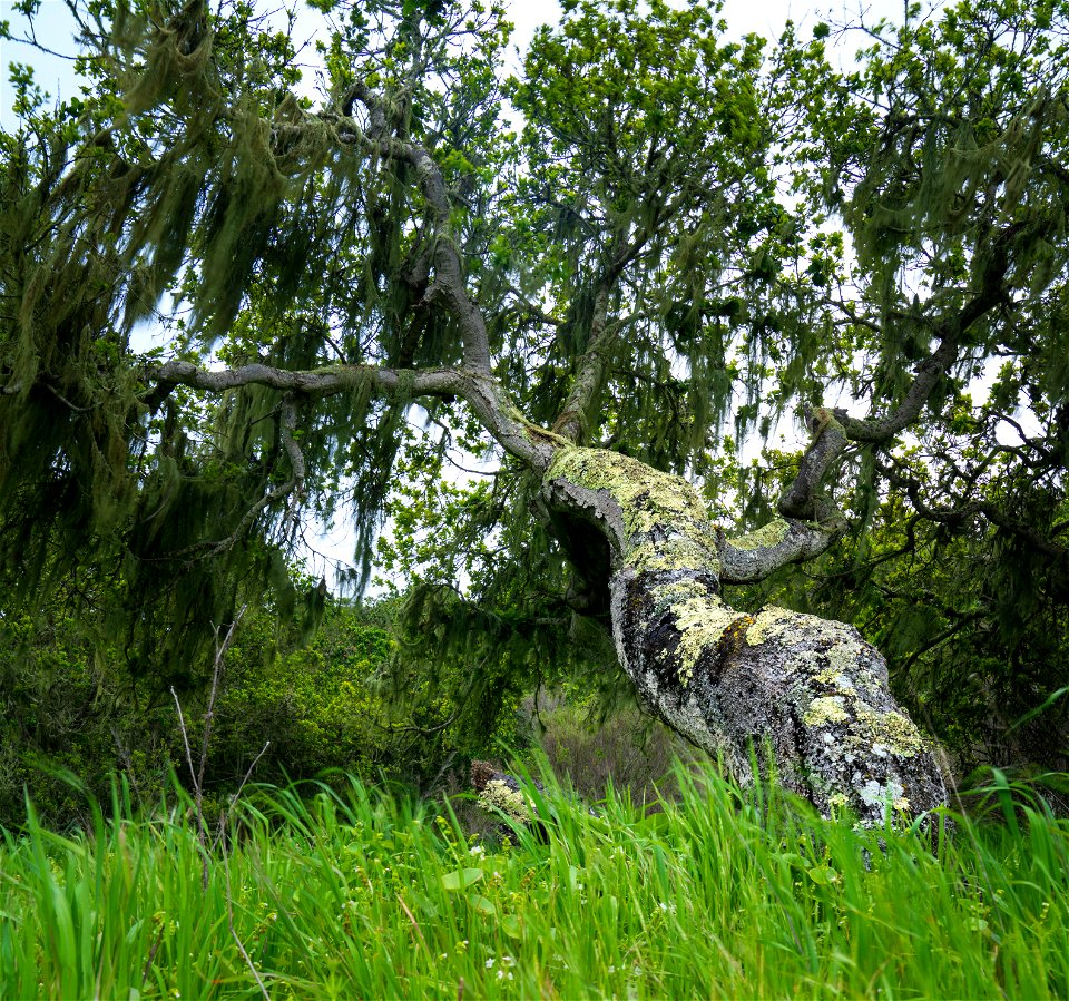 Fort Ord photo