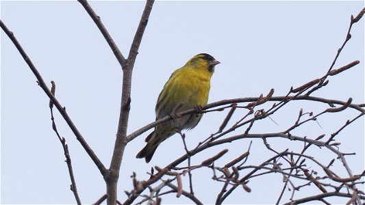 Ein Erlenzeisig-Männchen in der Birke