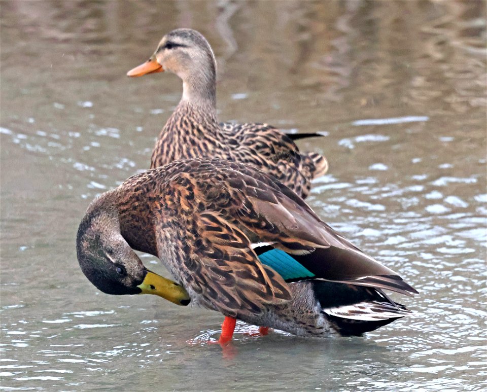 029-030 MALLARD X MOTTLED DUCK  (02-20-2023) world birding center, south padre island, cameron co, tx -03