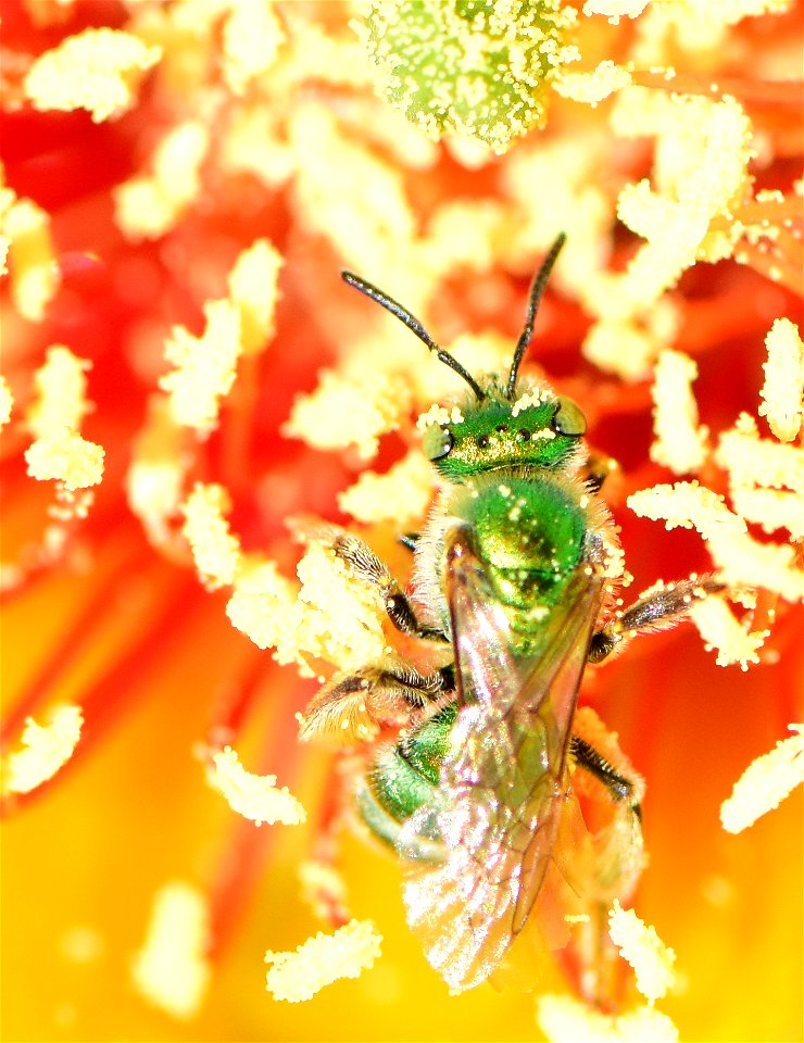 Metallic green sweatbee on prickly pear cactus at Pathfinder National Wildlife Refuge Wyoming