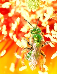 Metallic green sweatbee on prickly pear cactus at Pathfinder National Wildlife Refuge Wyoming